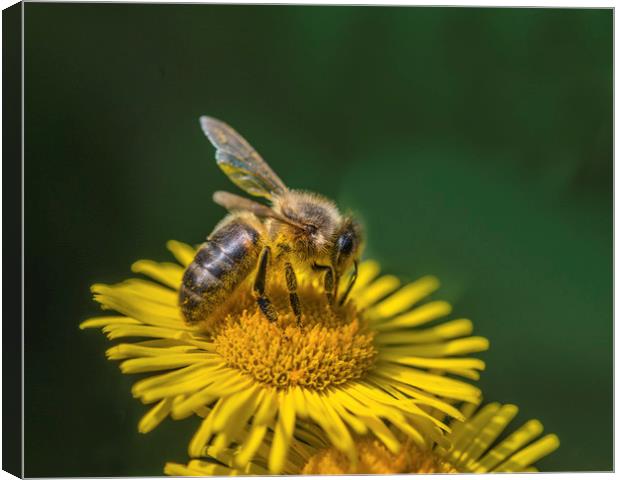 Bee taking nectar from a wildflower Canvas Print by Nick Jenkins