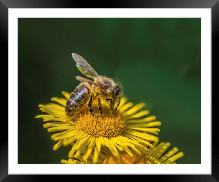 Bee taking nectar from a wildflower Framed Mounted Print by Nick Jenkins
