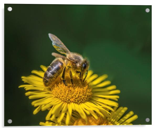 Bee taking nectar from a wildflower Acrylic by Nick Jenkins