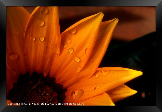 Raindrops on a flower Framed Print by Colin Woods