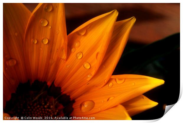 Raindrops on a flower Print by Colin Woods