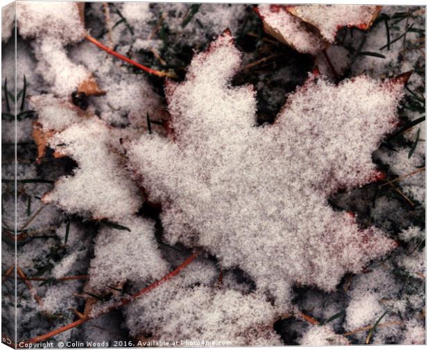 Fresh snow on Maple Leaf Canvas Print by Colin Woods