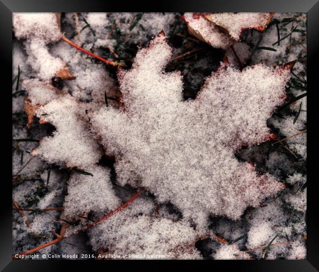 Fresh snow on Maple Leaf Framed Print by Colin Woods
