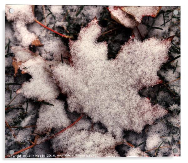 Fresh snow on Maple Leaf Acrylic by Colin Woods