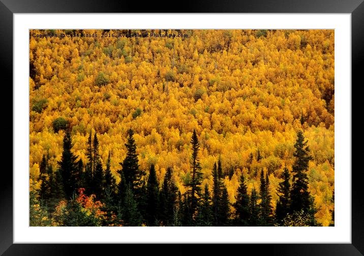 Autumn Birch Forest Framed Mounted Print by Colin Woods