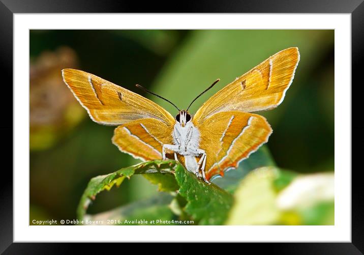 Brown Hairstreak Butterfly Framed Mounted Print by Lady Debra Bowers L.R.P.S