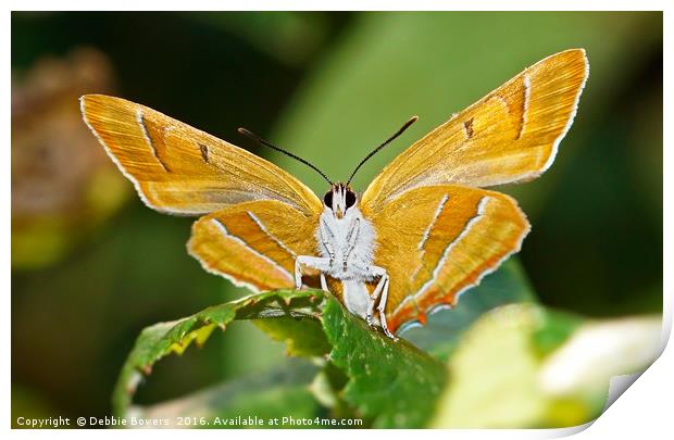 Brown Hairstreak Butterfly Print by Lady Debra Bowers L.R.P.S