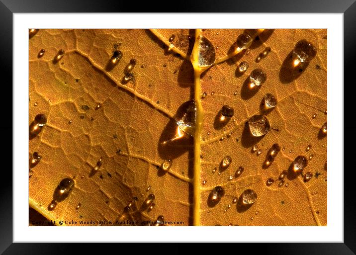 Raindrops on autumn maple Framed Mounted Print by Colin Woods