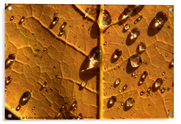 Raindrops on autumn maple Acrylic by Colin Woods