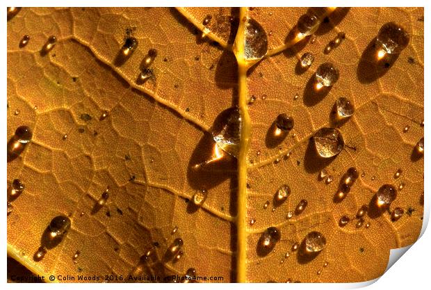 Raindrops on autumn maple Print by Colin Woods