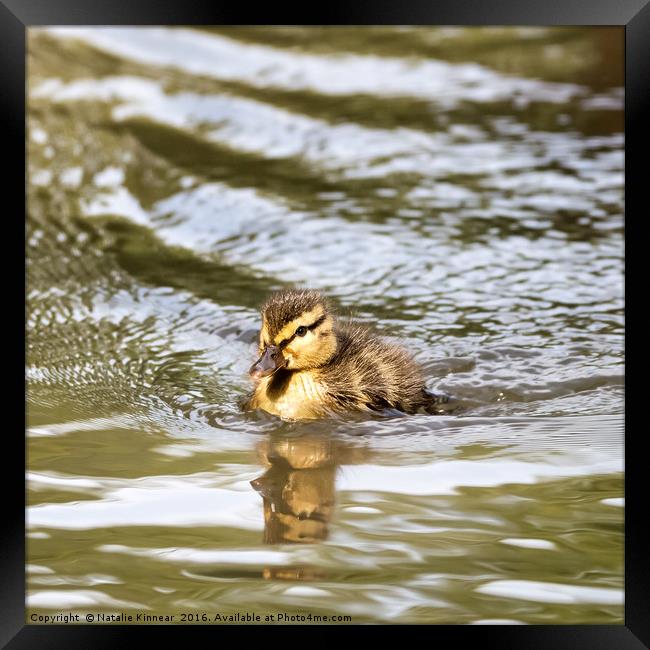 Duckling Paddling in the Sunshine Framed Print by Natalie Kinnear