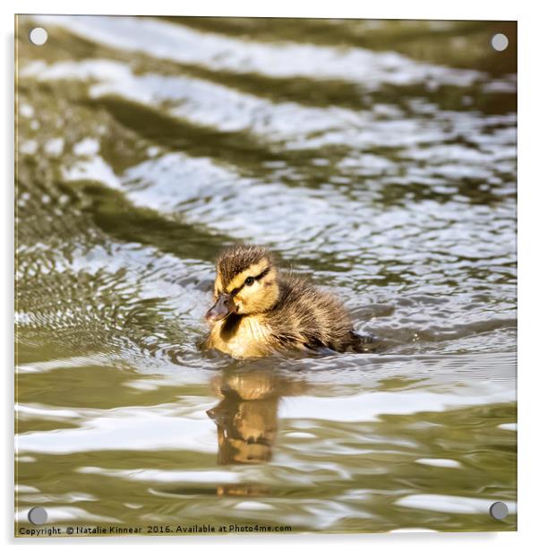 Duckling Paddling in the Sunshine Acrylic by Natalie Kinnear