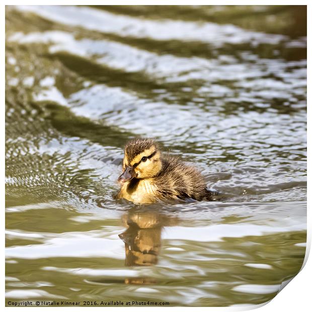 Duckling Paddling in the Sunshine Print by Natalie Kinnear