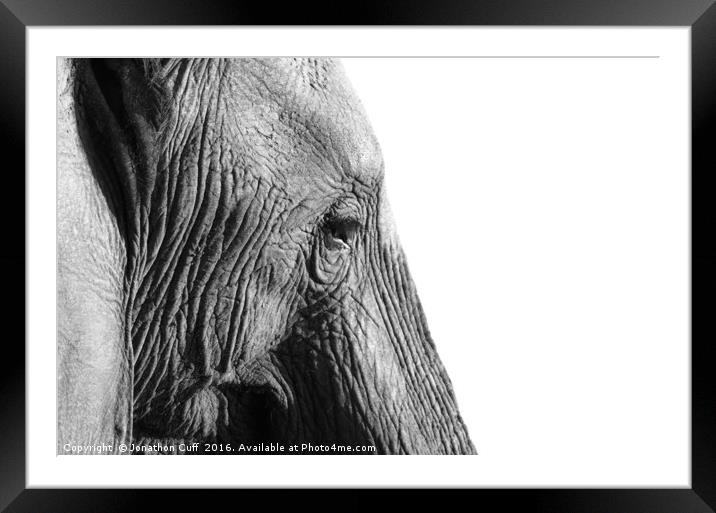Elephant in profile. Framed Mounted Print by Jonathon Cuff