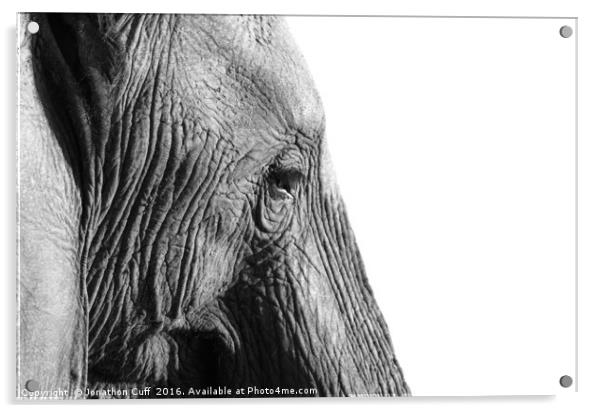 Elephant in profile. Acrylic by Jonathon Cuff