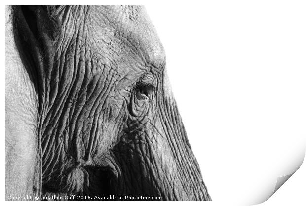Elephant in profile. Print by Jonathon Cuff