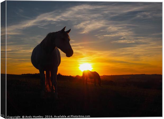 Horse silhouetted in sunset Canvas Print by Andy Huntley