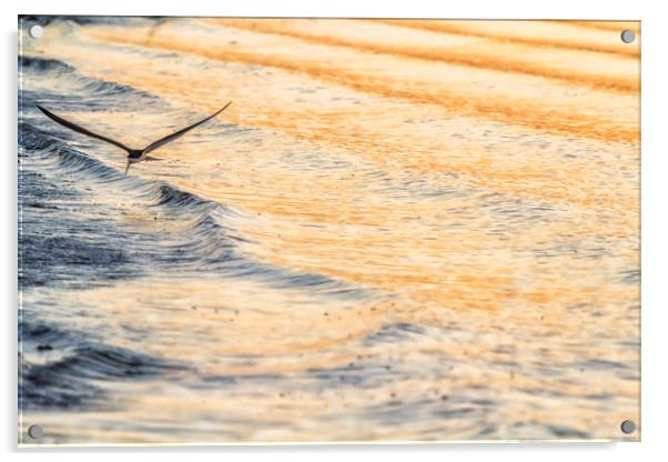 Black Skimmer Skimming Acrylic by Belinda Greb