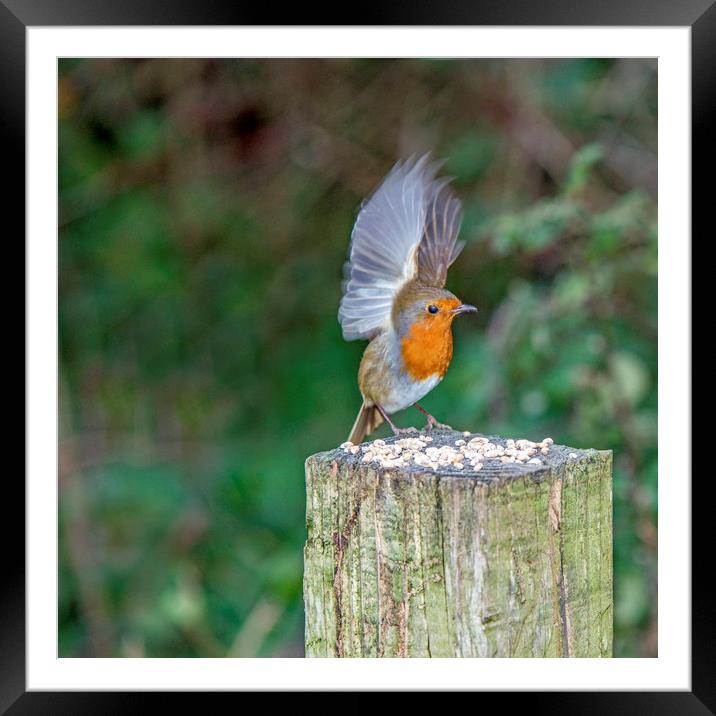 Feeding Robin with Wings Stretched Upwards Framed Mounted Print by Nick Jenkins