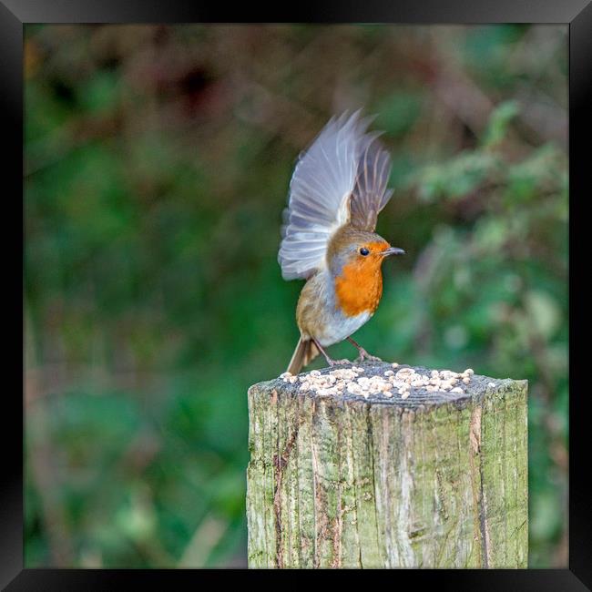 Feeding Robin with Wings Stretched Upwards Framed Print by Nick Jenkins