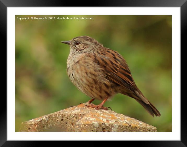 Dunnock on a post Framed Mounted Print by Graeme B