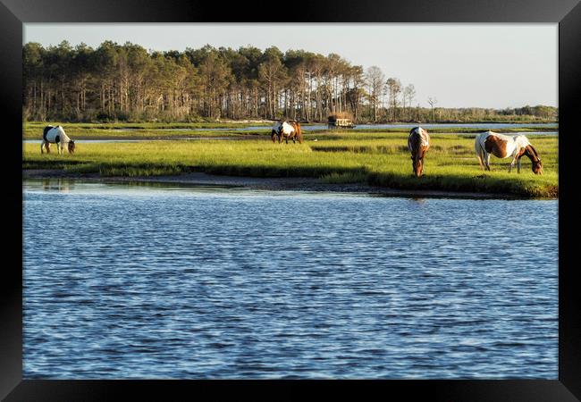 Chincoteague Ponies on Assateague Island Framed Print by Belinda Greb