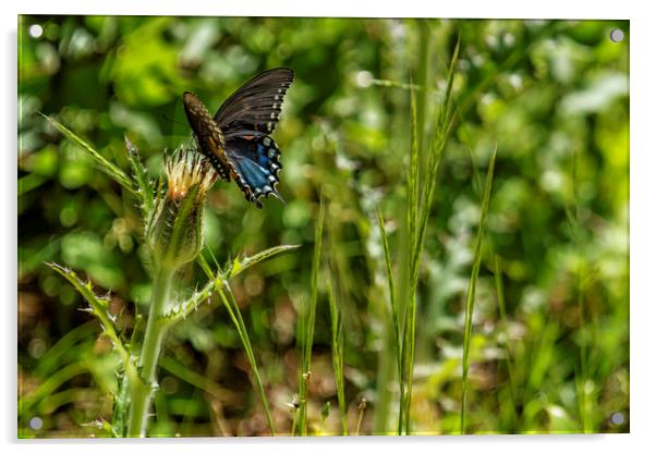 Black Swallowtail No. 2 Acrylic by Belinda Greb