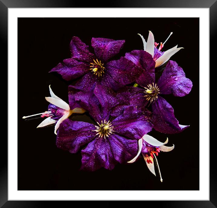 Clematis and Fuchsia Still Life Framed Mounted Print by Sandi-Cockayne ADPS