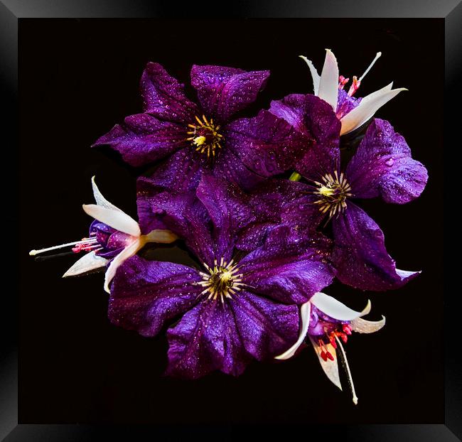 Clematis and Fuchsia Still Life Framed Print by Sandi-Cockayne ADPS