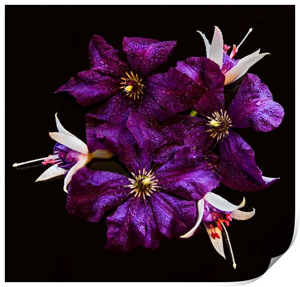 Clematis and Fuchsia Still Life Print by Sandi-Cockayne ADPS