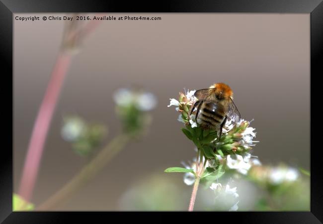 Common Bee Framed Print by Chris Day