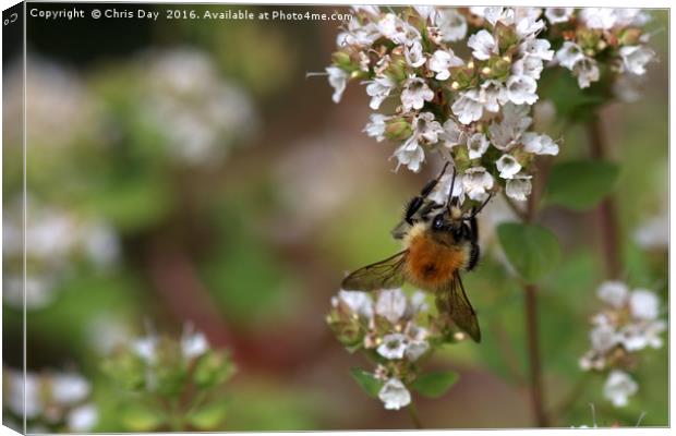 Common Bee Canvas Print by Chris Day