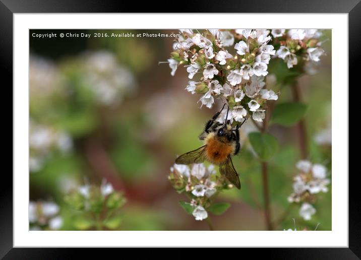 Common Bee Framed Mounted Print by Chris Day
