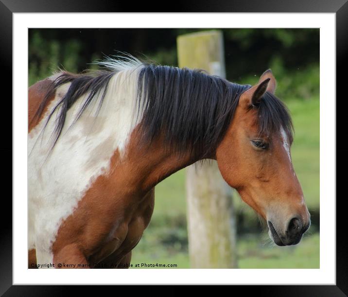 beautiful horse  Framed Mounted Print by kerry marie
