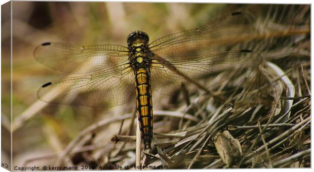Dragonfly Canvas Print by kerry marie