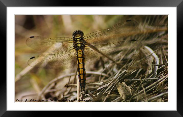 Dragonfly Framed Mounted Print by kerry marie