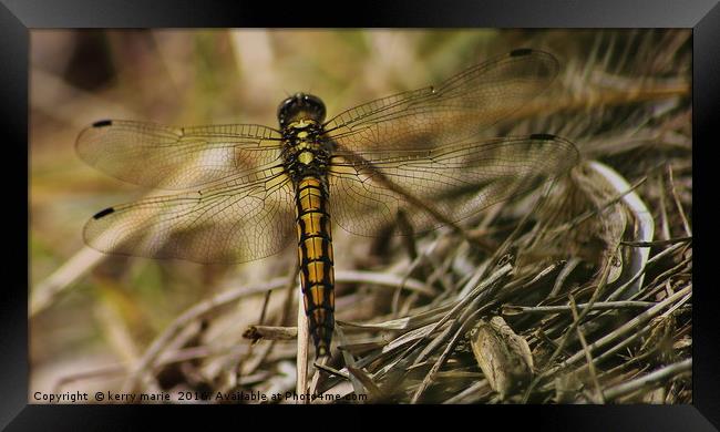Dragonfly Framed Print by kerry marie