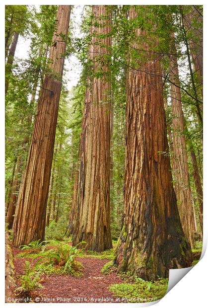 The beautiful and massive giant redwoods, Sequoia  Print by Jamie Pham