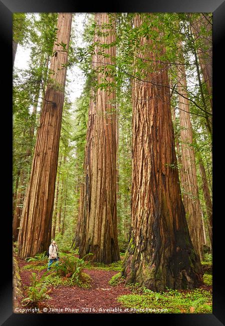 The beautiful and massive giant redwoods, Sequoia  Framed Print by Jamie Pham