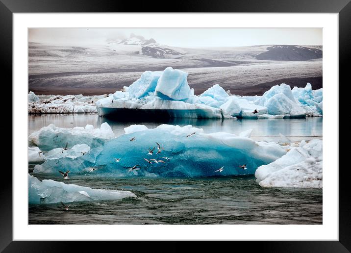 Icebergs and birds Framed Mounted Print by Brent Olson