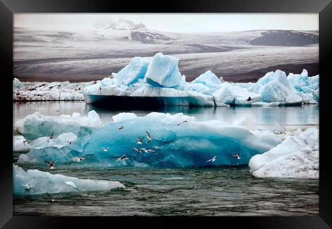 Icebergs and birds Framed Print by Brent Olson