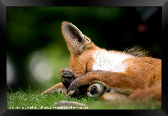 Fox taking a quick forty winks Framed Print by Jonathon Cuff