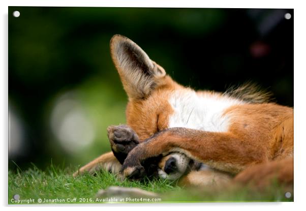 Fox taking a quick forty winks Acrylic by Jonathon Cuff