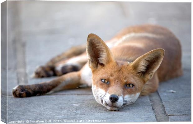 Fox relaxing outside our back door. Canvas Print by Jonathon Cuff