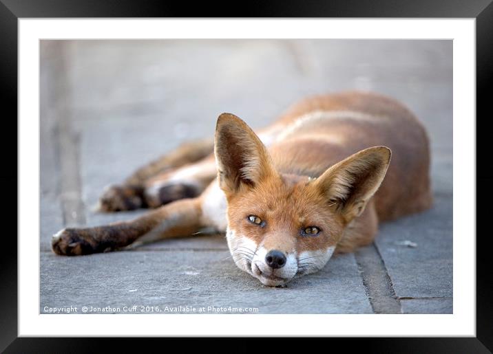 Fox relaxing outside our back door. Framed Mounted Print by Jonathon Cuff