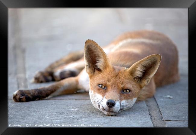 Fox relaxing outside our back door. Framed Print by Jonathon Cuff