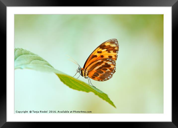 Butterfly Love  Framed Mounted Print by Tanja Riedel