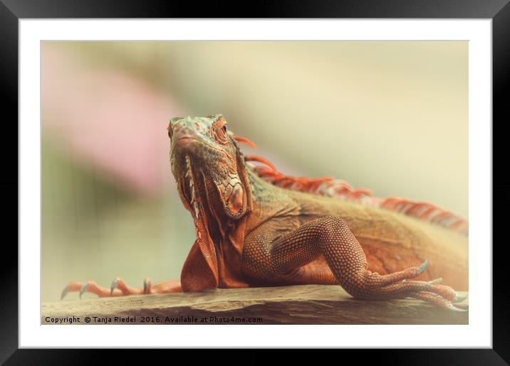 Chameleon  Framed Mounted Print by Tanja Riedel