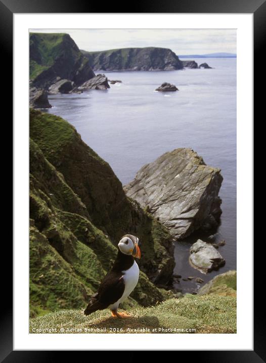 A solitary puffin Framed Mounted Print by Adrian Snowball
