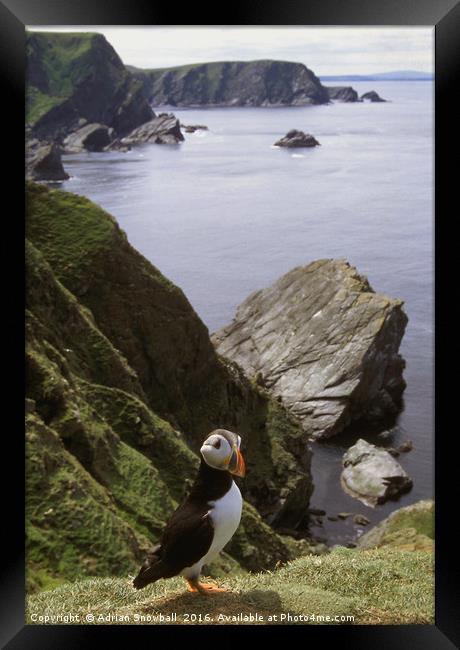 A solitary puffin Framed Print by Adrian Snowball